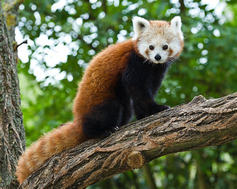 Panda červená – Wikipedie