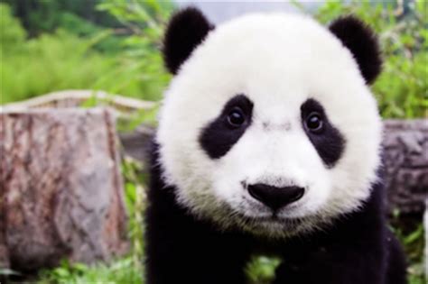 Pandas Are The Most Magical Creatures Ever