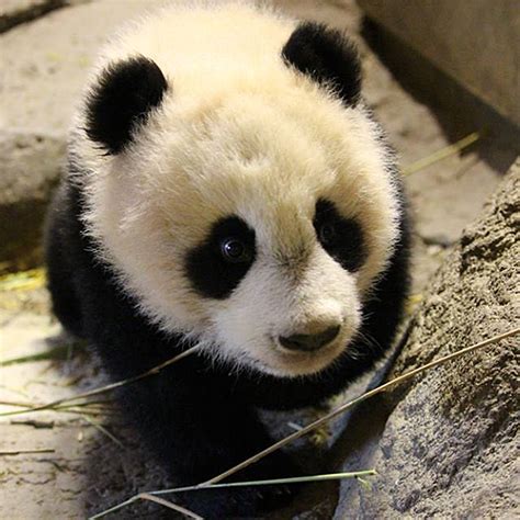 Pandas en el Zoo. Planes para niños en Madrid | Guía del Ocio