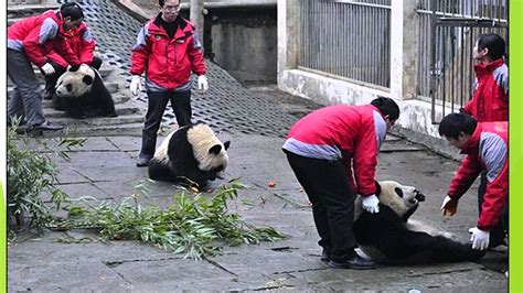 Pandas en peligro de extinción 1   YouTube