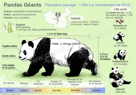 Pandas Géants   Toutes les choses que vous voulez savoir ...