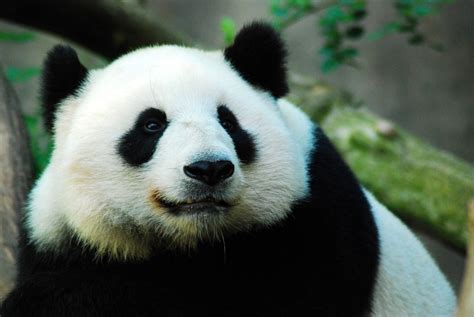 Pandas gigantes podrían estar en extinción por cambio ...