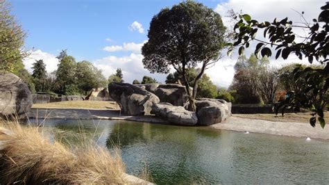Panoramio   Photo of Zoologico de Chapultepec México