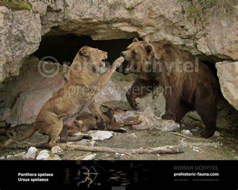 Panthera spelaea and Ursus spelaeus