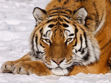 Panthera Tigris Altaica | www.imgkid.com   The Image Kid ...