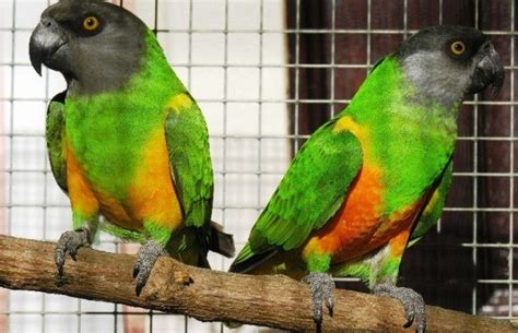 Papagaio Cinzento do Congo • Mundo dos Animais