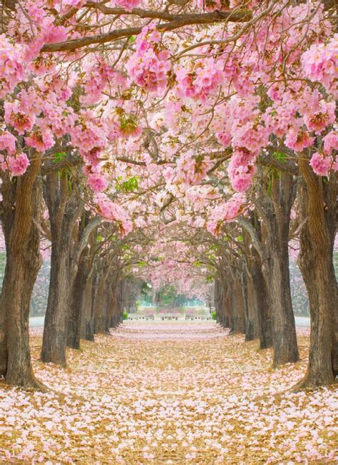 Papel mural de árbol con hojas rosadas, primavera ...