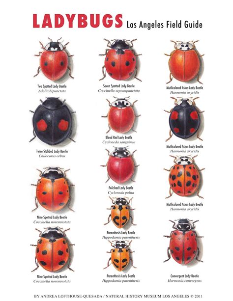 paper cabinet of curiosities: Ladybugs in LA!