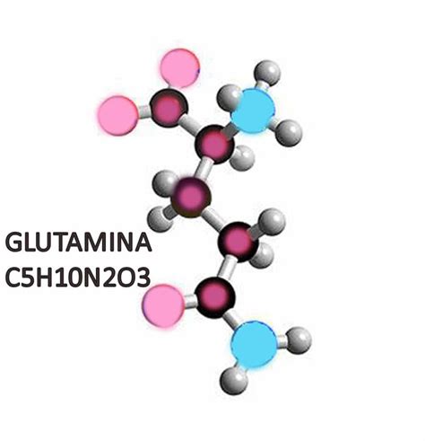 ¿Para qué sirve la glutamina?