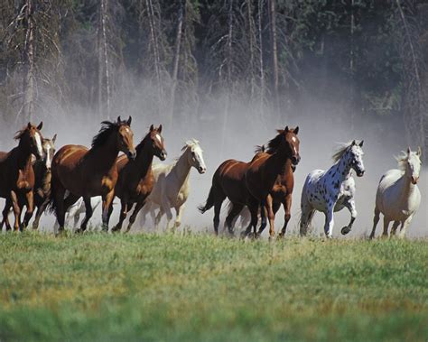 Paradoja de la herencia de caballos | Conlamenteabierta