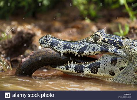 Paraguayan caiman  Caiman yacare, Caiman crocodilus yacare ...