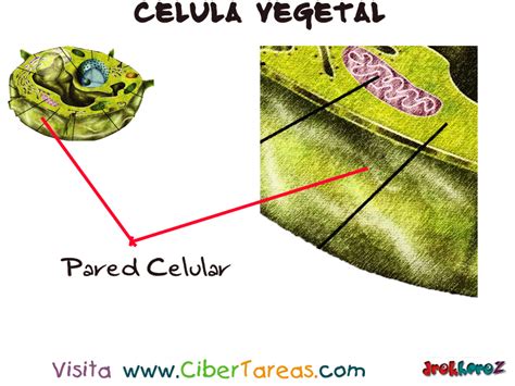 Pared Celular – Célula Vegetales | CiberTareas