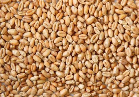 Paris Wheat Falls to 16 Month Low as Egypt Fails to Lure ...