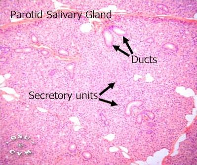 Parotid Duct Histology | www.pixshark.com   Images ...