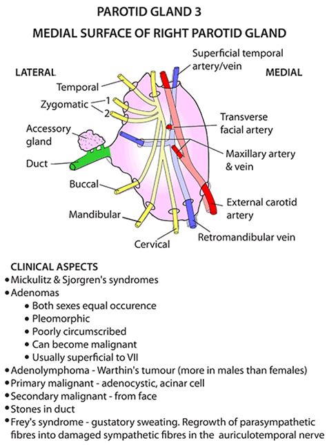 Parotid Gland Anatomy | www.imgkid.com   The Image Kid Has It!