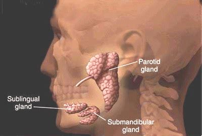 Parotid Gland Cancer