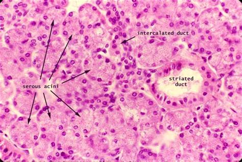 Parotid Gland histology SIU SOM Histology GI ...