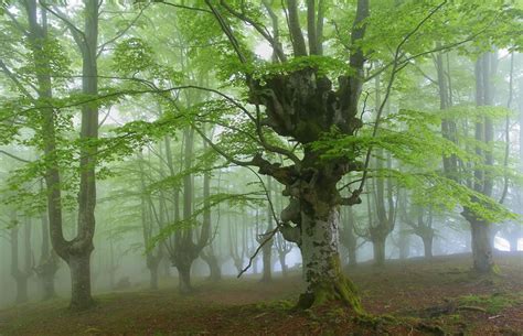 Parque Natural del Gorbea, un bosque místico en el País ...