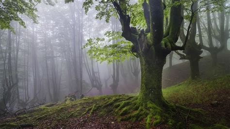 Parque Natural del Gorbea, un bosque místico en el País ...