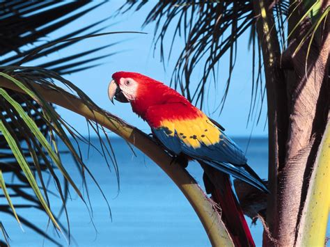 Parrot Beach Wallpapers | HD Wallpapers | ID #4950