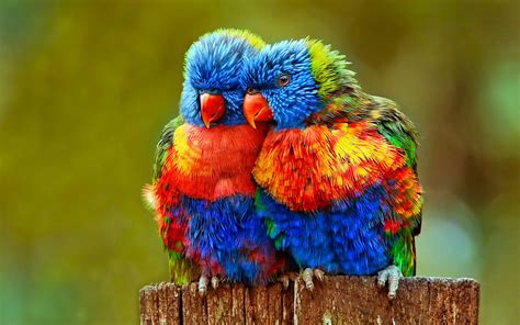 Parrot Talking To It 39 S Friends Most Beautiful Colorful ...