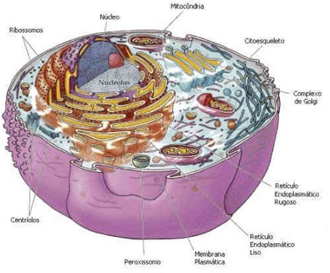 Partes Celula Animal Eucariota