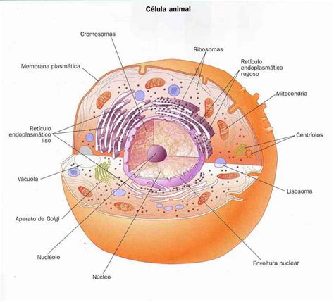 Partes de la célula animal