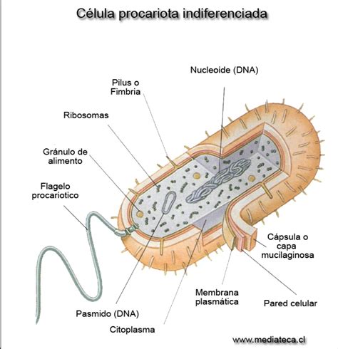 Partes de la célula procariota | A Biosfera | Pinterest ...