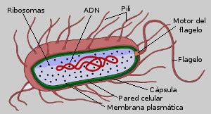 Partes de la celula procariota animal y sus funciones