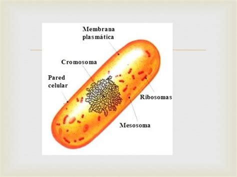 Partes de la celula procariota bacteriana