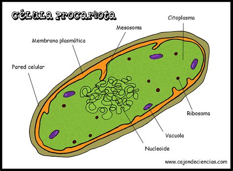 Partes de la celula procariota   Imagui