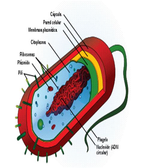 Partes de la celula procariota   Imagui