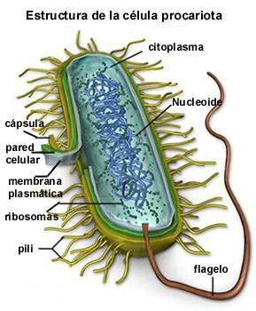 Partes de la célula procariota | La guía de Biología