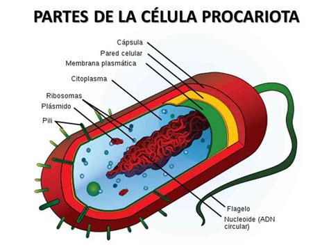 Partes de la célula procariota