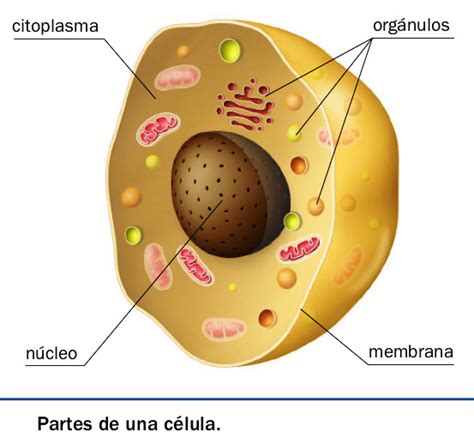 Partes de la célula   Tipos de células