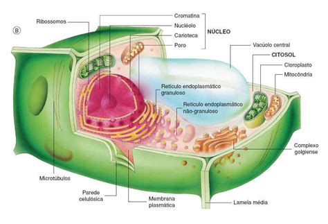 Partes de la célula vegetal