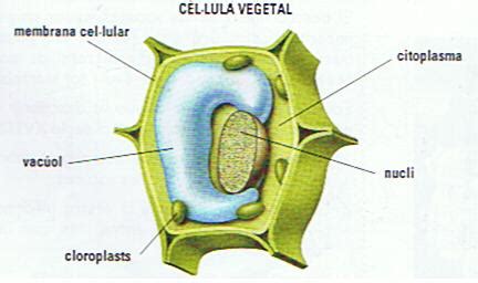 Partes de la célula vegetal. ThingLink