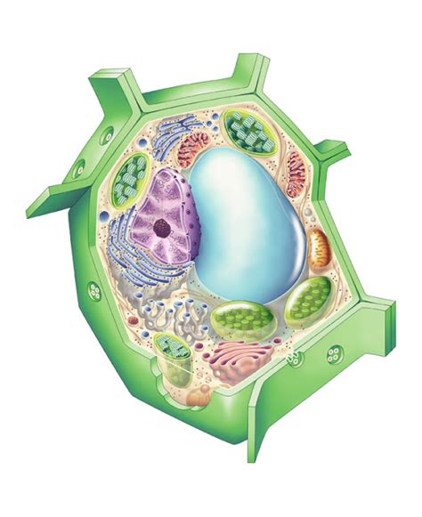 Partes de la célula vegetal.   ThingLink