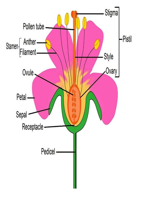 Partes de la flor en ingles para imprimir Imagenes y ...