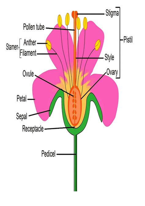 Partes de la flor en ingles para imprimir