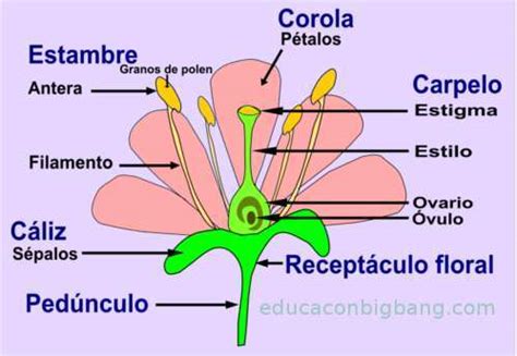 Partes de la flor y su función reproductora: disección ...
