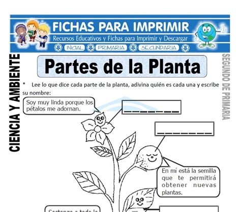 Partes de la Planta para Segundo de Primaria   Fichas para ...