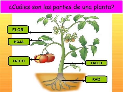 Partes de la planta  preescolar    Imagui