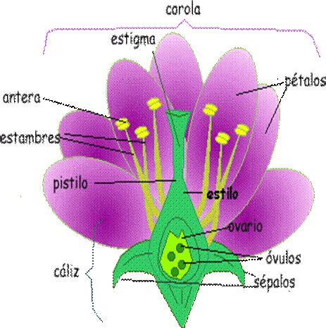 Partes de la planta: raíz, tallo, hoja, flor y fruto