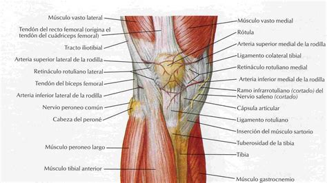 Partes de la rodilla   Anatomía, músculos, huesos, tendones.