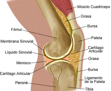 Partes de la rodilla