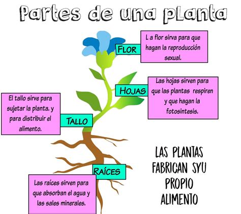 Partes De Las Plantas De Los Nios | partes de una planta ...