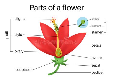 Partes de una flor ilustración del vector. Ilustración de ...