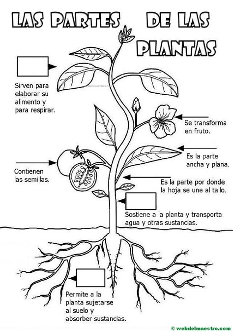 Partes de una planta para niños de primaria | Aprender ...