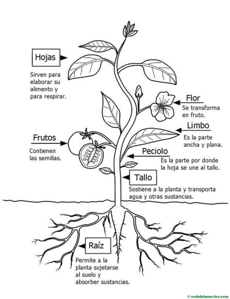 Partes de una planta para niños de Primaria   Web del maestro